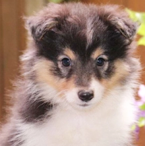 Shetland Sheepdog puppy for sale