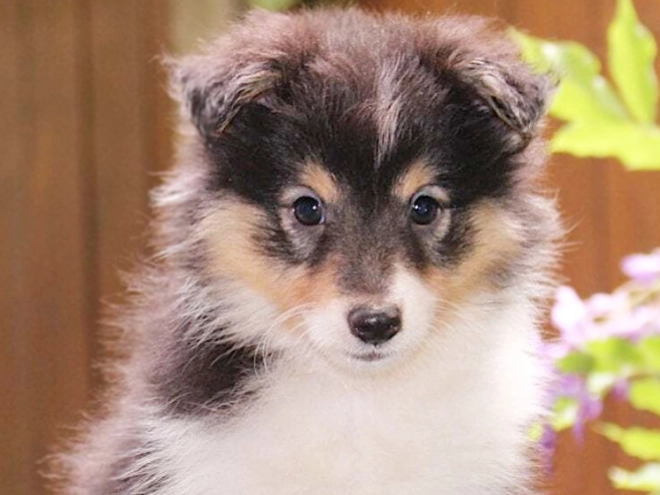Shetland Sheepdog puppy for sale