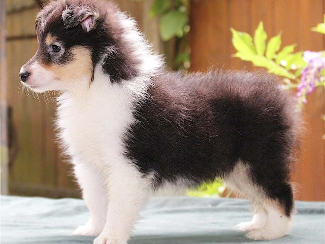 Shetland Sheepdog puppy for sale