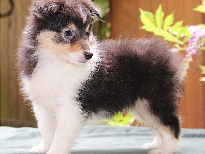 Shetland Sheepdog puppy for sale