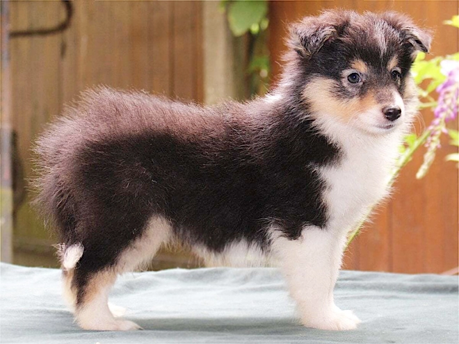 Shetland Sheepdog puppy for sale