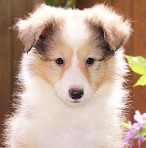 Shetland Sheepdog puppy for sale