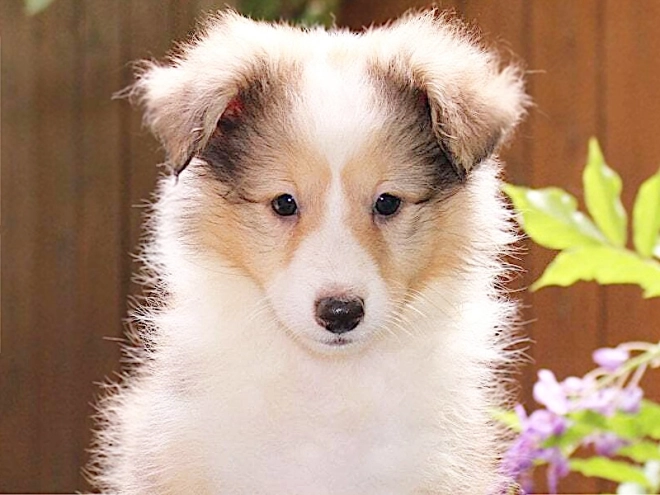 Shetland Sheepdog puppy for sale