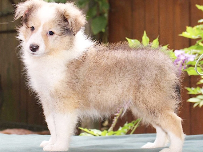 Shetland Sheepdog puppy for sale