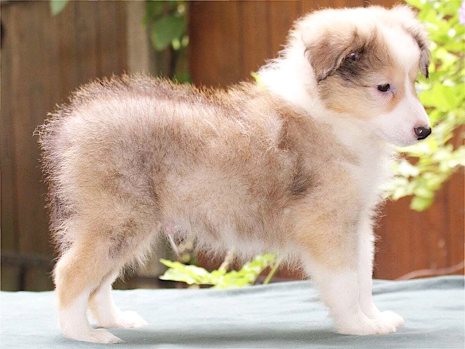 Shetland Sheepdog puppy for sale