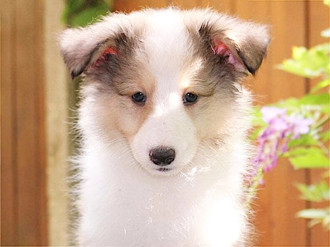Shetland Sheepdog puppy for sale