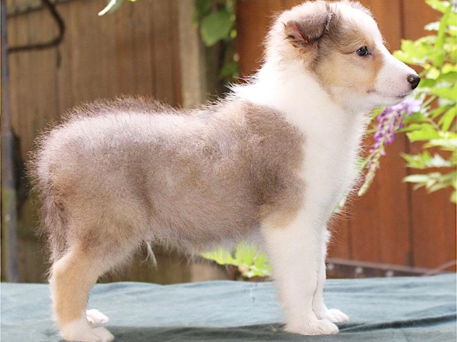 Shetland Sheepdog puppy for sale