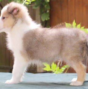 Shetland Sheepdog puppy for sale