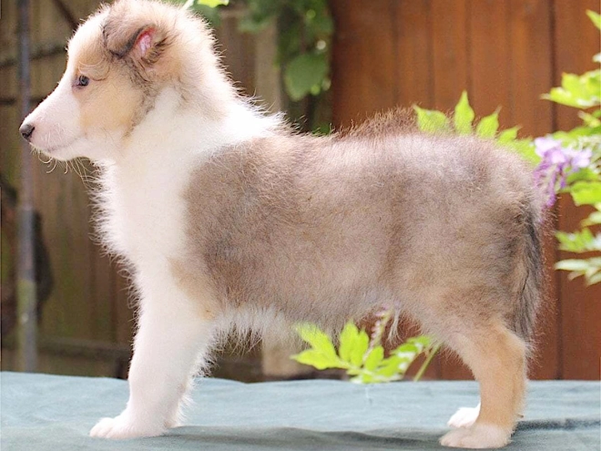 Shetland Sheepdog puppy for sale