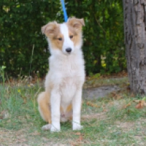Gere, sable Sheltie Welpen kaufen