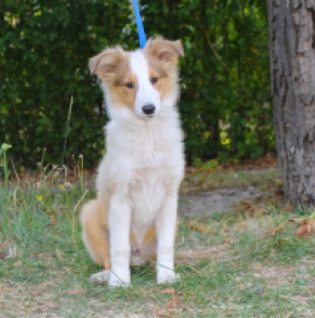 Sheltie Welpe kaufen