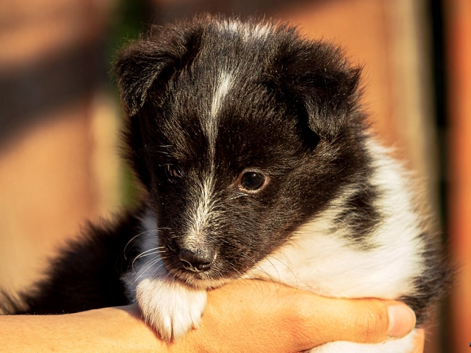 Perros Pastor de Shetland en venta
