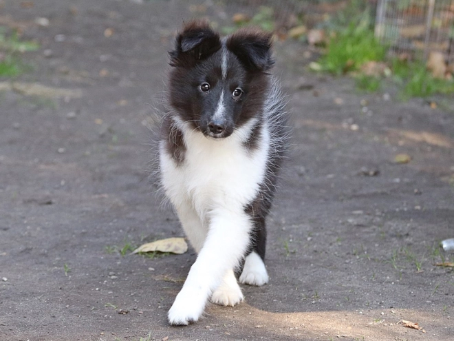 Perros Pastor de Shetland en venta