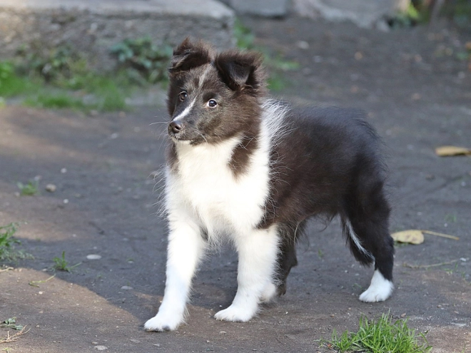 Perros Pastor de Shetland en venta