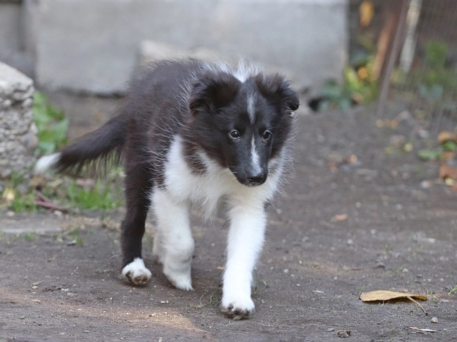 Perros Pastor de Shetland en venta