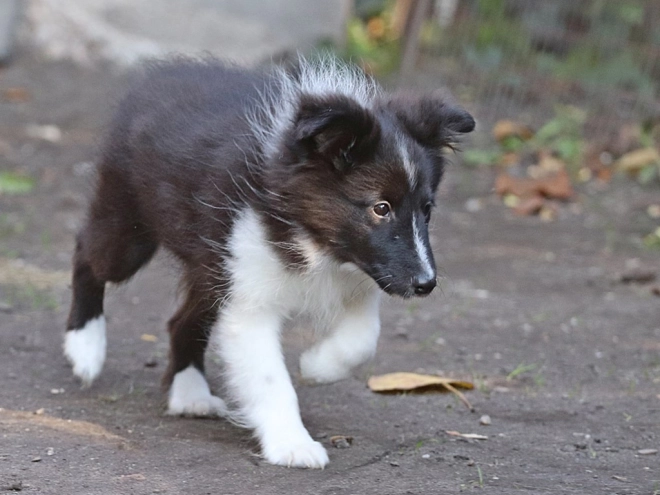 Perros Pastor de Shetland en venta