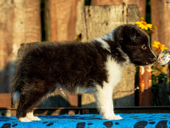 Perros Pastor de Shetland en venta