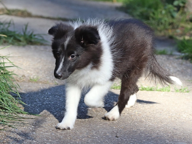 Perros Pastor de Shetland en venta