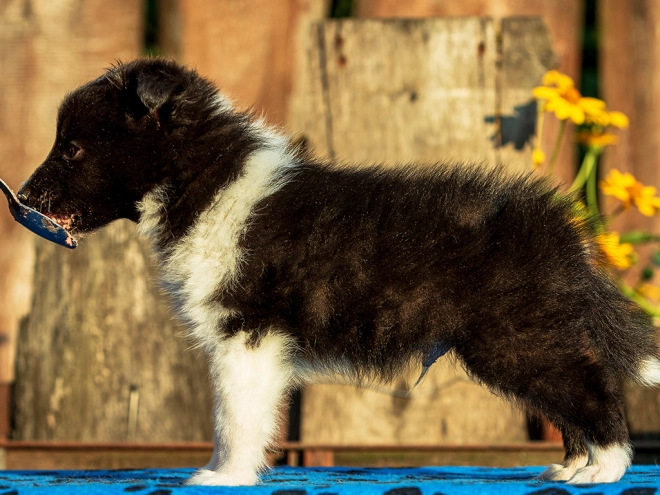 Perros Pastor de Shetland en venta