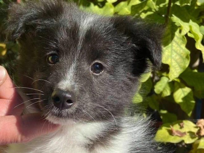 Perros Pastor de Shetland en venta