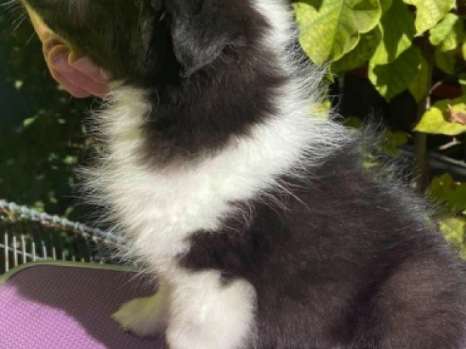Perros Pastor de Shetland en venta