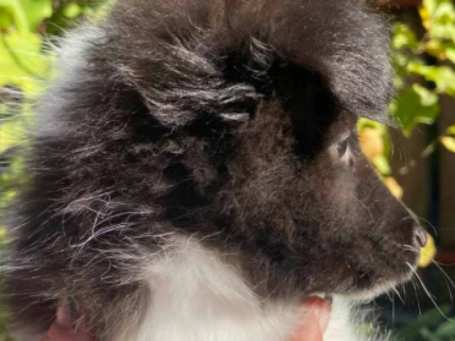 Perros Pastor de Shetland en venta