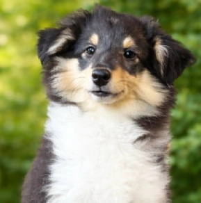 Sheltie Welpe kaufen