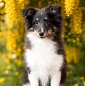 Sheltie Welpe kaufen