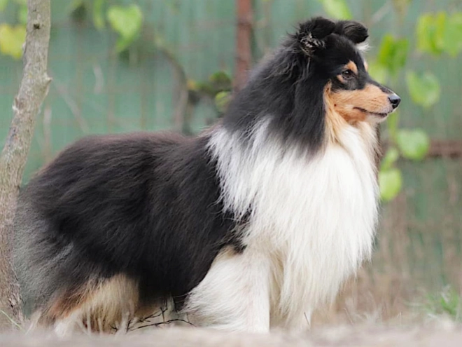 Sheltie Welpe kaufen