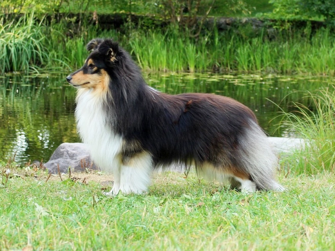 Sheltie Welpe kaufen