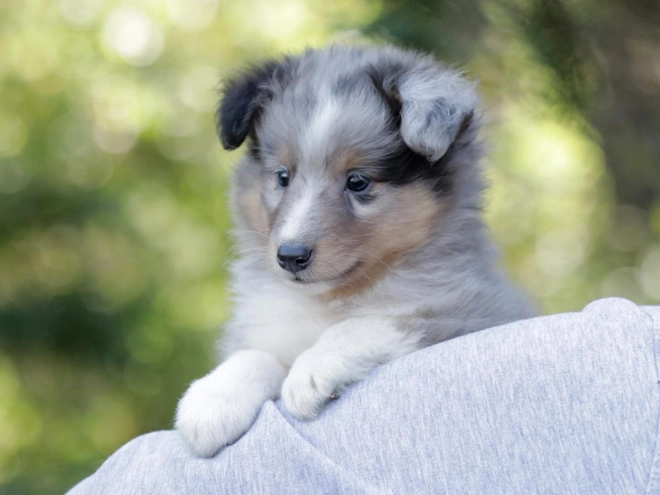 Sheltie Welpe kaufen