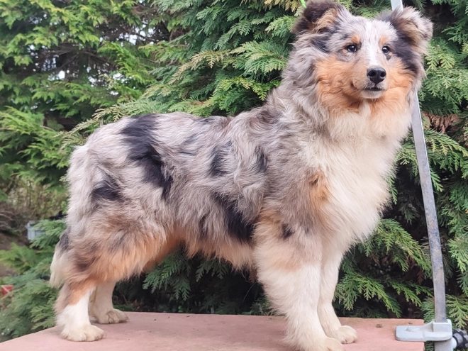 Sheltie Welpe kaufen
