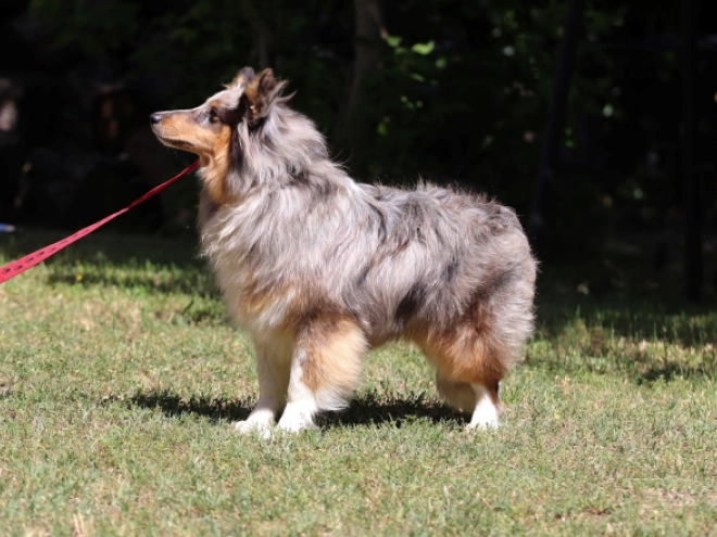 Sheltie Welpe kaufen