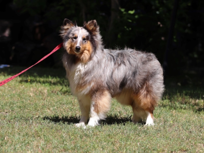 Sheltie Welpe kaufen