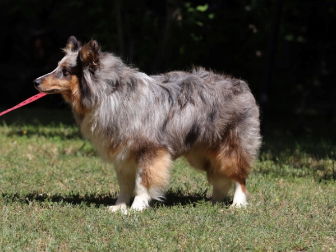 Sheltie Welpe kaufen