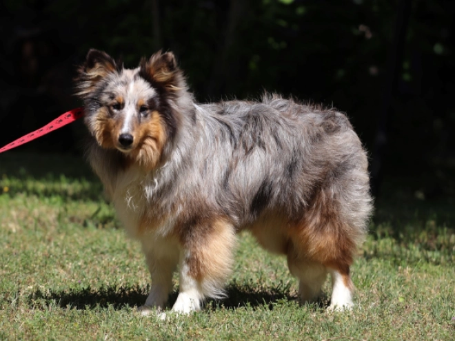 Sheltie Welpe kaufen