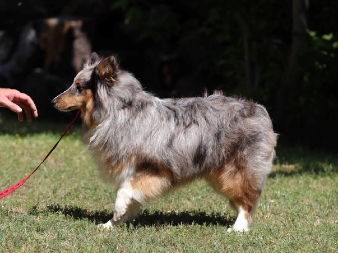 Sheltie Welpe kaufen