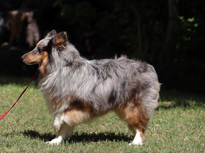 Sheltie Welpe kaufen