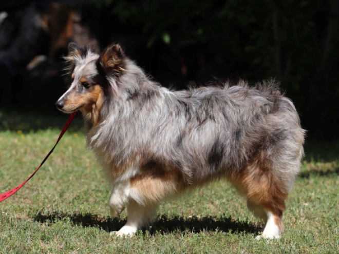 Sheltie Welpe kaufen