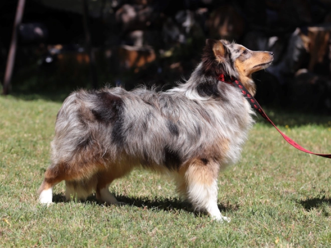 Sheltie Welpe kaufen