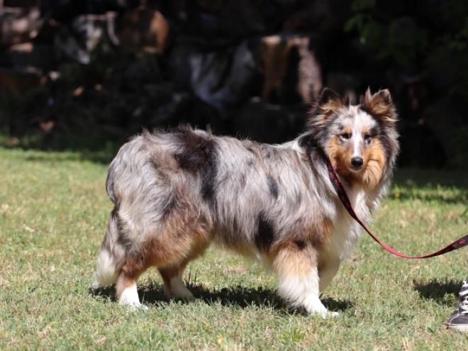 Sheltie Welpe kaufen