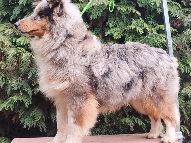 Sheltie Welpe kaufen
