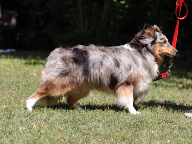 Sheltie Welpe kaufen