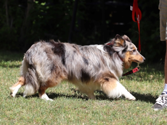 Sheltie Welpe kaufen