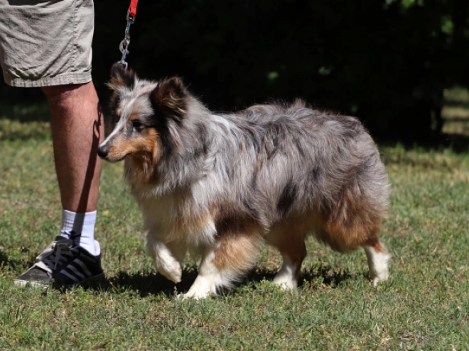 Sheltie Welpe kaufen
