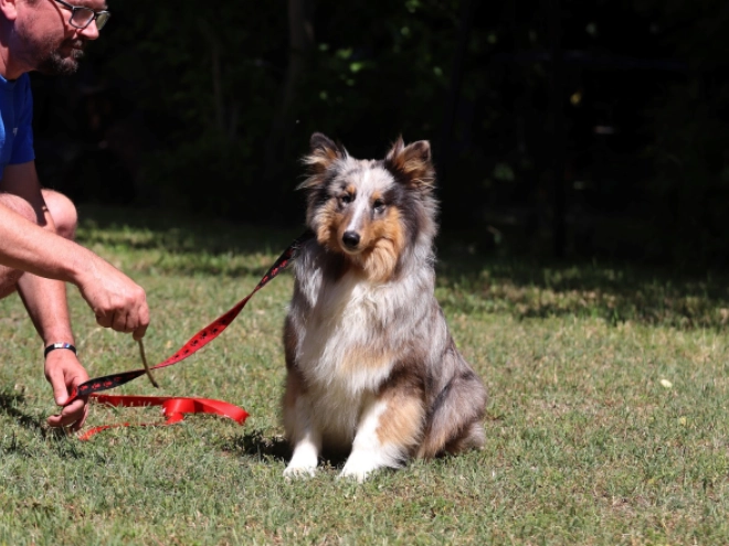 Sheltie Welpe kaufen
