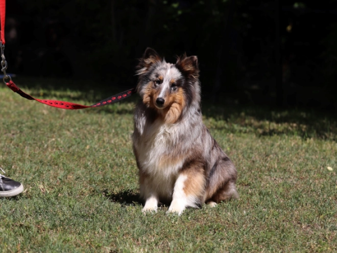 Sheltie Welpe kaufen