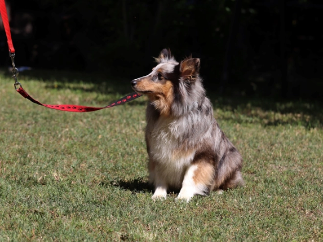 Sheltie Welpe kaufen