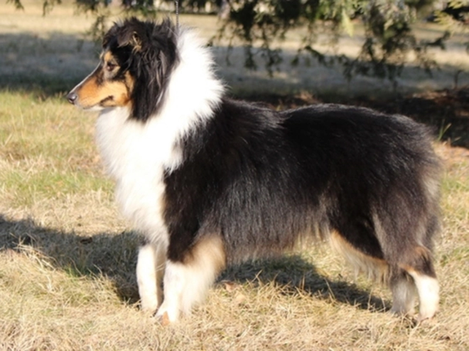 Perros Pastor de Shetland en venta