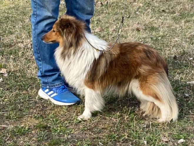 Perros Pastor de Shetland en venta